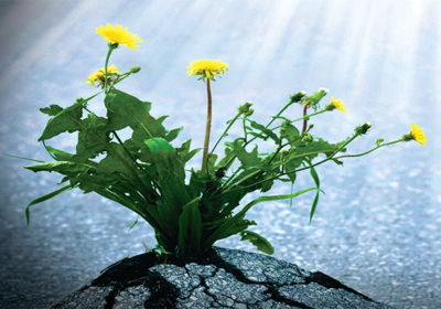 resilient resilient